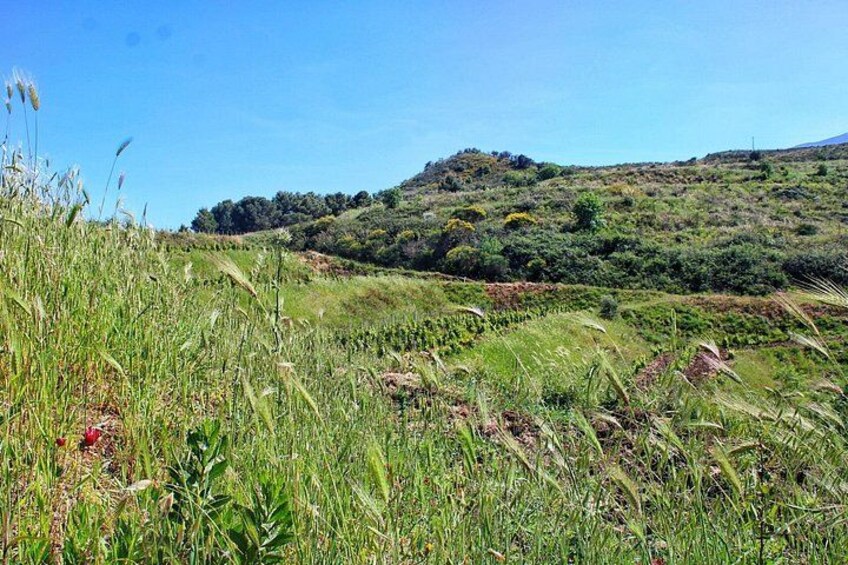 Organic Wine & Heritage Estate: Private Journey from Cefalù 4