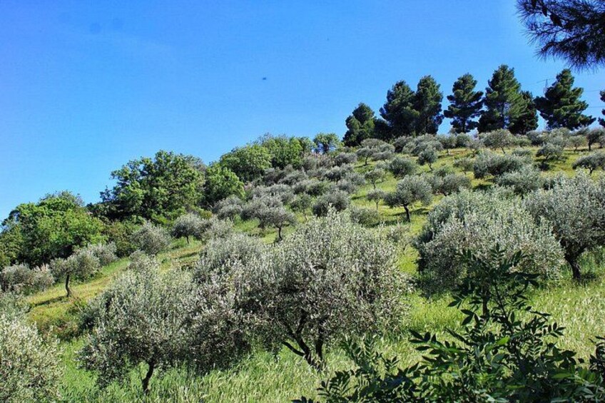 Organic Wine & Heritage Estate: Private Journey from Cefalù 2