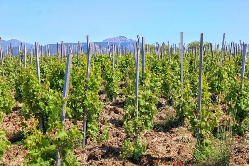 Organic Wine & Heritage Estate: Private Journey from Cefalù 1