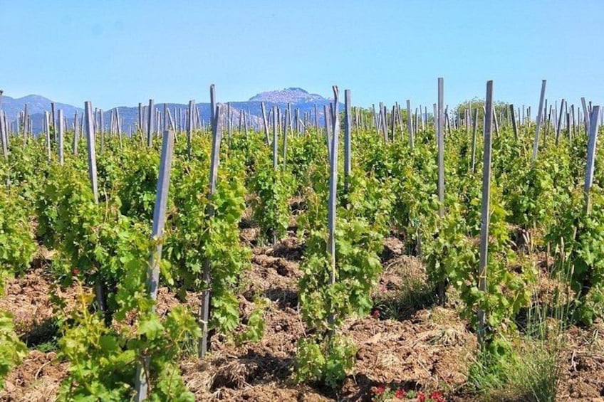 Private Wine Tasting & Lunch Journey from Cefalù 2