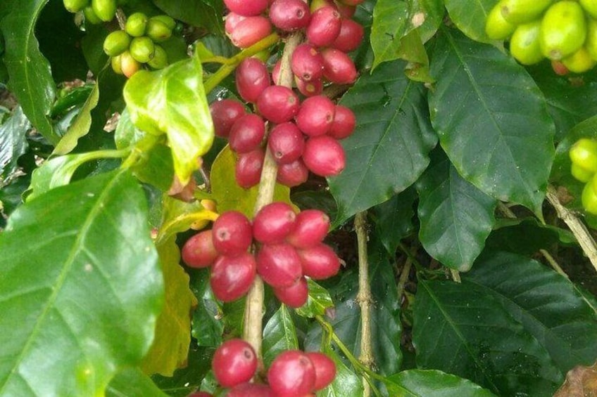 Full Day Coffee Guided Tour in Coatepec 2