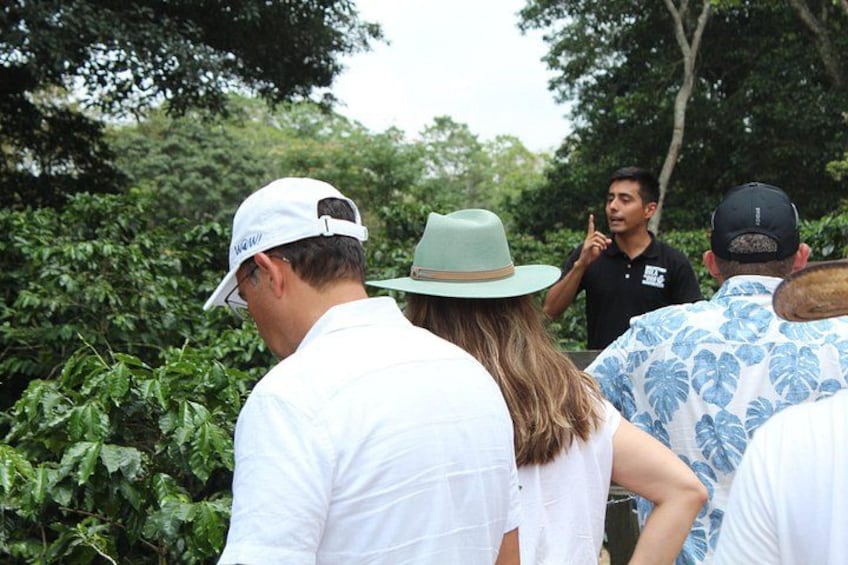 Full Day Coffee Guided Tour in Coatepec 4
