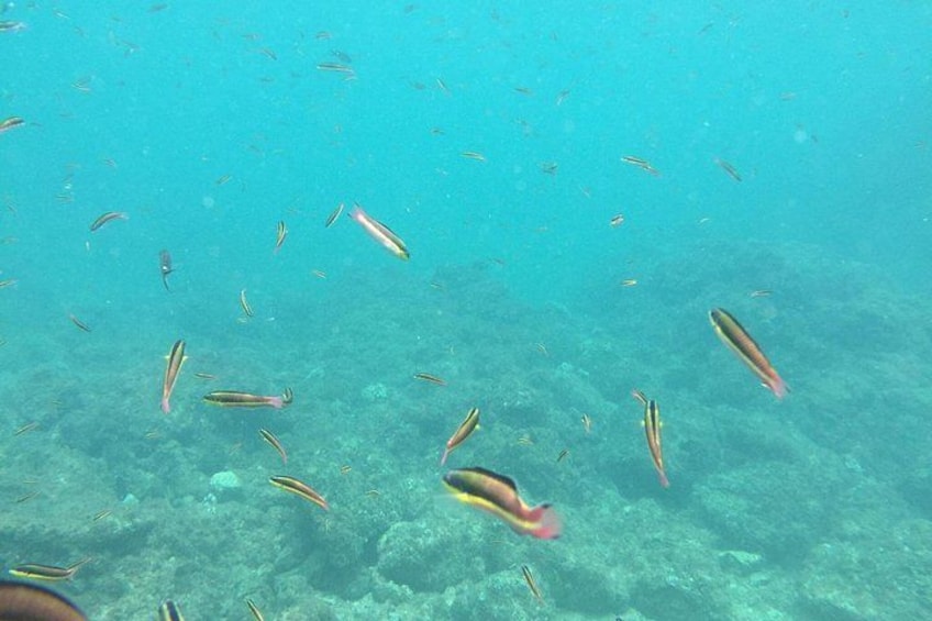 Tortuga Island Snorkeling 2