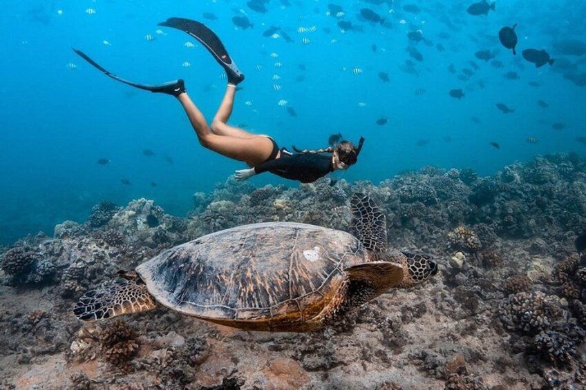 A diver swimming near a sea turtle on a coral reef. 1