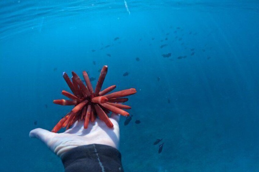 Experience the best Honolulu snorkeling with guided tours to vibrant coral reefs and marine life, perfect for all skill levels. 2