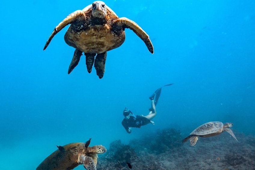 Experience the best Honolulu snorkeling with guided tours to vibrant coral reefs and marine life, perfect for all skill levels. 2
