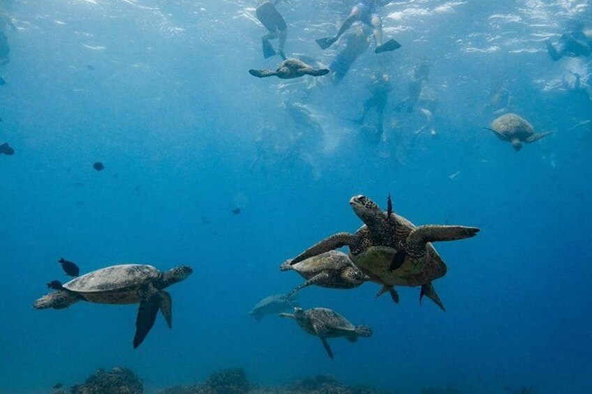Un grupo de tortugas marinas nadando bajo el agua. 2