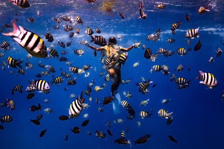 A person swimming with a school of striped fish in clear blue water. 5