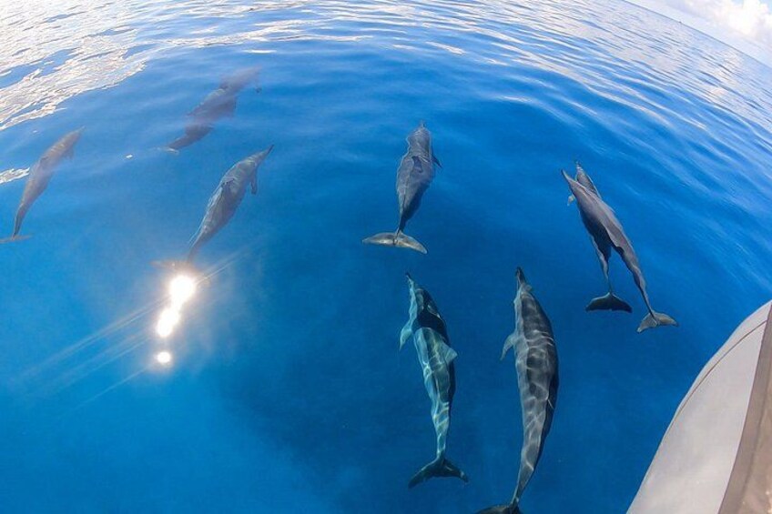 Experience the best Honolulu snorkeling with guided tours to vibrant coral reefs and marine life, perfect for all skill levels. 4