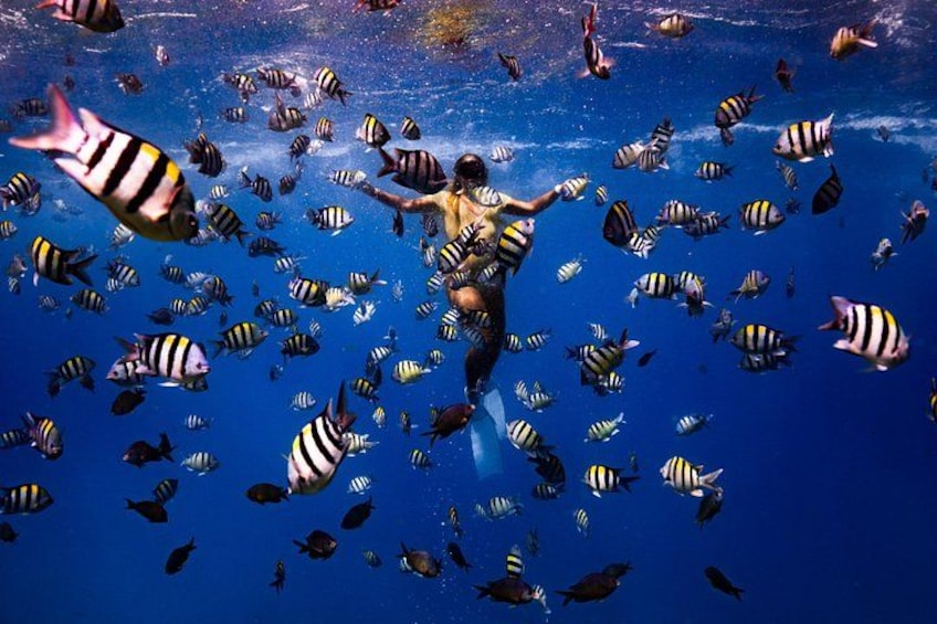 Experience the best Honolulu snorkeling with guided tours to vibrant coral reefs and marine life, perfect for all skill levels. 5