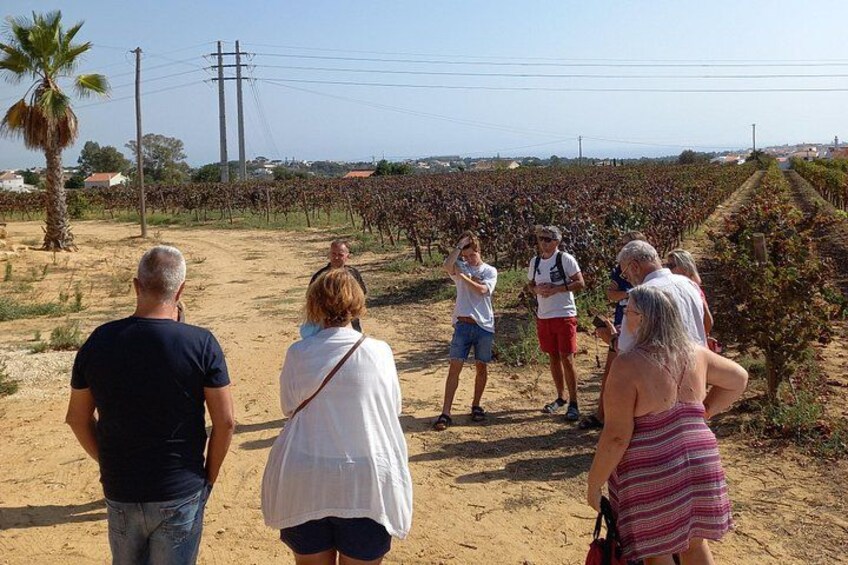 Wine Lovers: Winery Tour w/ Tasting & Tapas (Albufeira/Vilamoura) 4