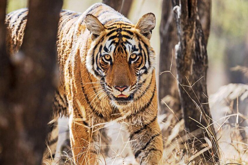 Ranthambhore Tiger Reserve 1