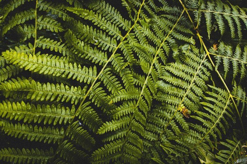 Visit Snoqualmie and Hike to Twin Falls (Transportation included) 2