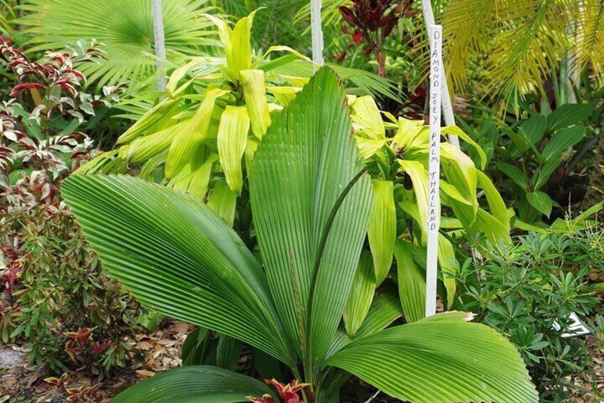 Private Walking Tour to St. John's Botanical Garden 4