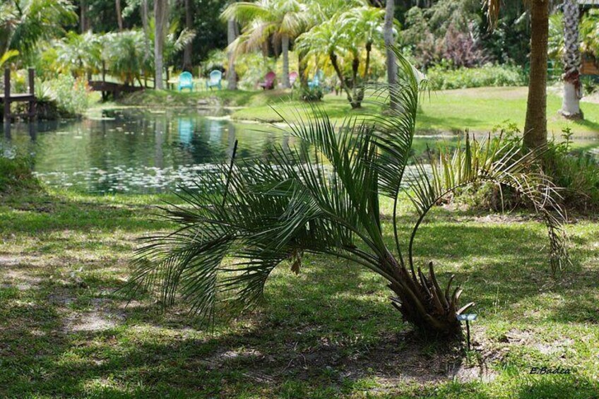 Private Walking Tour to St. John's Botanical Garden 3