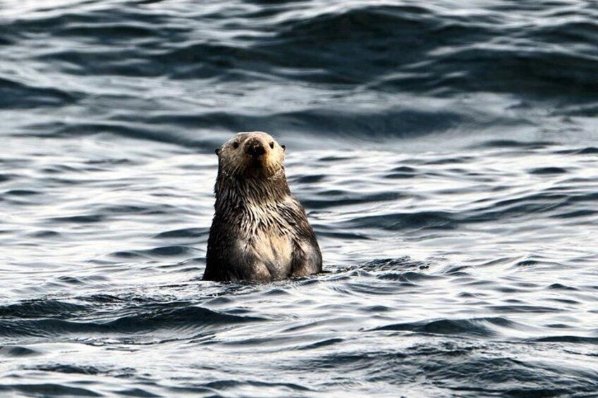 Experience Incredible Marine Wildlife Tour 1