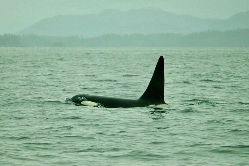 Experience Incredible Marine Wildlife Tour 3