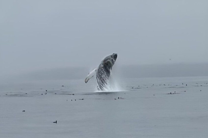 Experience Incredible Marine Wildlife Tour 2