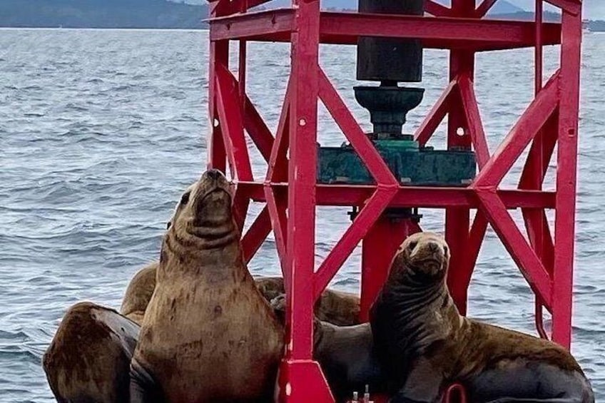Steller Sea lions 4