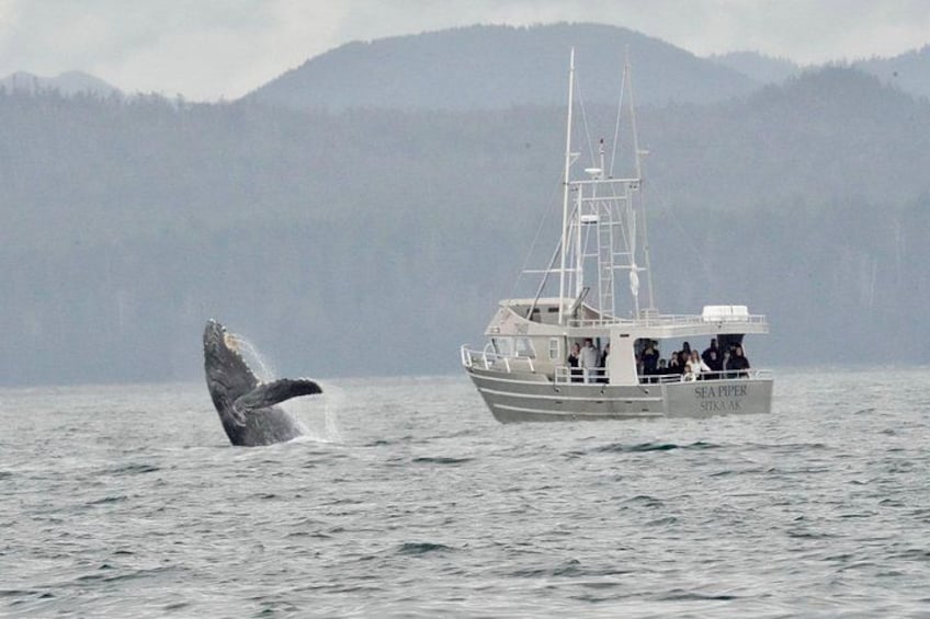 Experience Incredible Marine Wildlife Tour 2