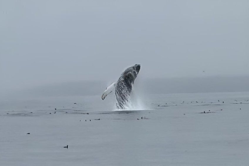 Una ballena emergiendo del océano. 2
