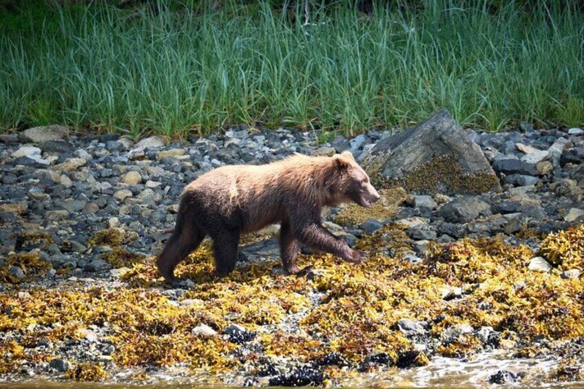 Experience Incredible Marine Wildlife Tour 4