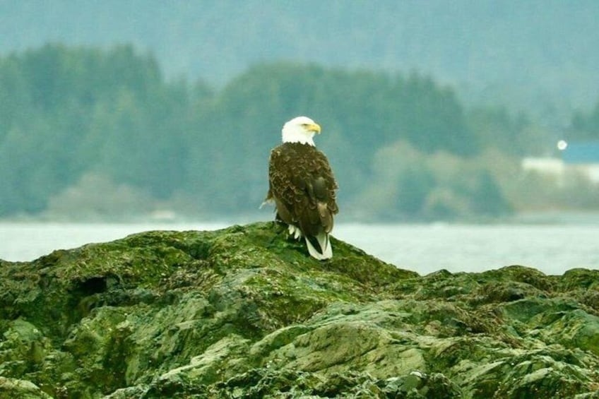 Bald eagles as well as many sea birds including Puffins! 3