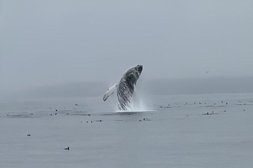 Experience Incredible Marine Wildlife Tour 2