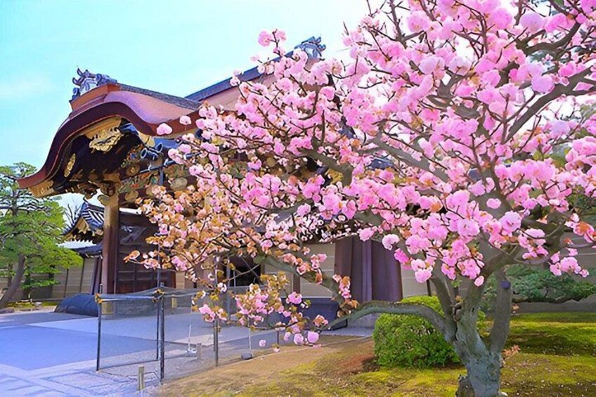 A traditional Japanese building with a cherry blossom tree in full bloom. 4