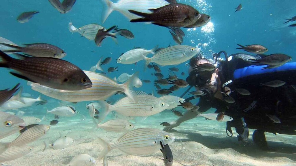 A diver surrounded by a school of fish in clear blue water. 4