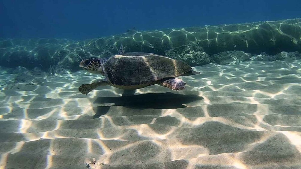 A sea turtle swimming in clear shallow water. 2