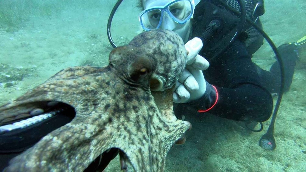 A diver interacting with a sea creature, possibly a squid, underwater. 3