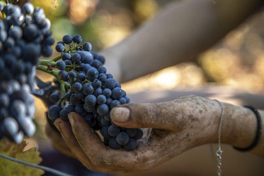 Una persona sosteniendo un racimo de uvas oscuras. 5
