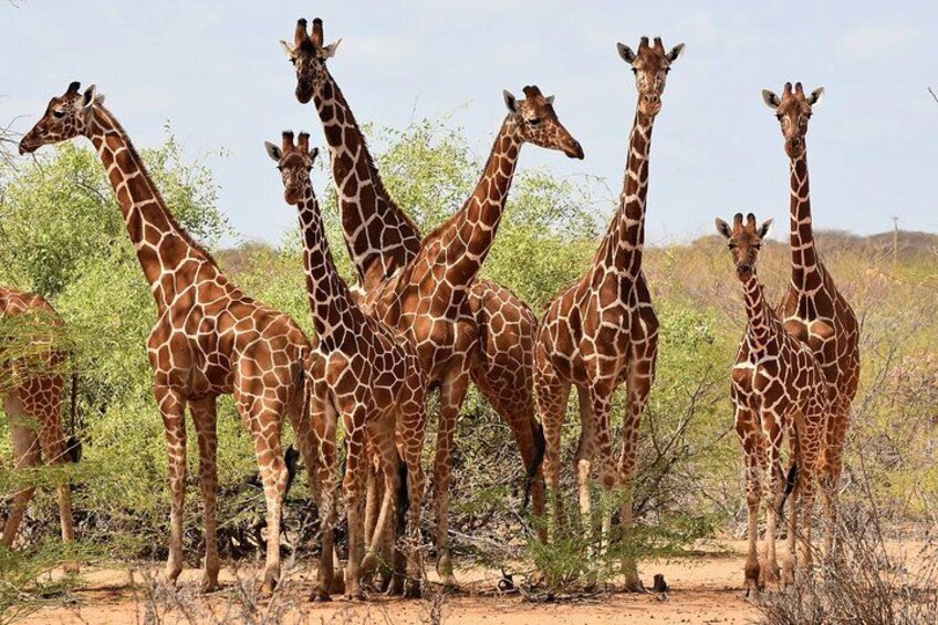 A group of giraffes standing in a dry, open landscape with sparse vegetation. 3