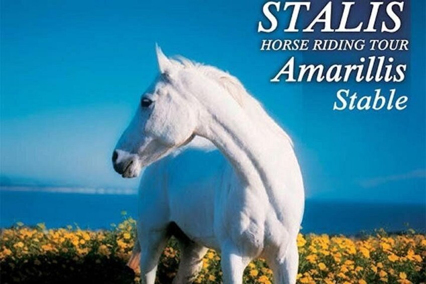 A white horse named Amarillis Stable on a horse riding tour. 4