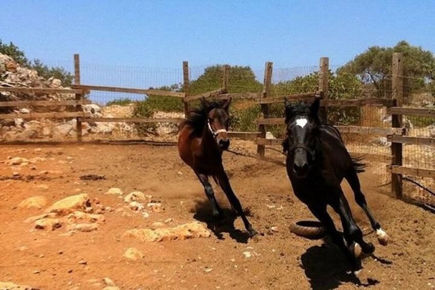 Two horses in a fenced outdoor area with rocky terrain and sparse vegetation. 3