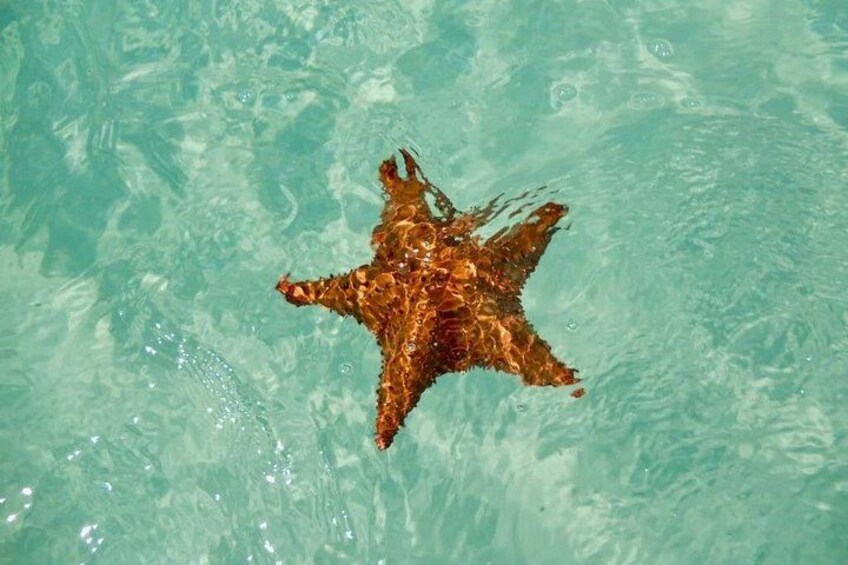 Una estrella de mar en agua cristalina. 5