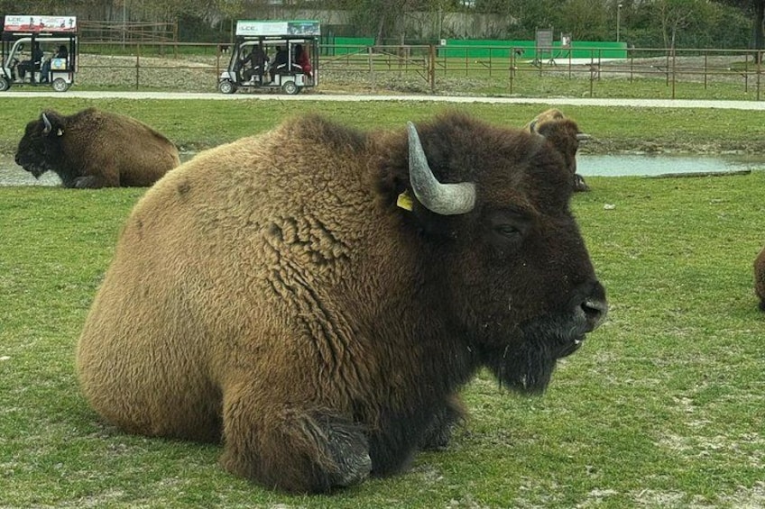 A bison resting on grass with a fence and a green structure in the background. 2