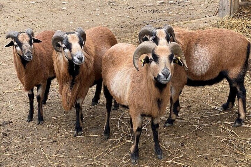 Animals