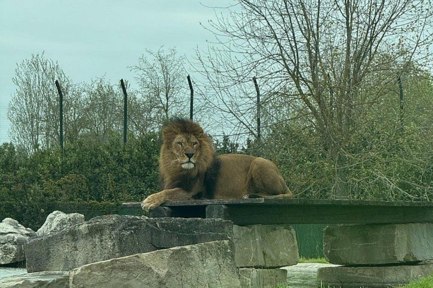 A lion resting on a stone ledge with a green fence and trees in the background. 3