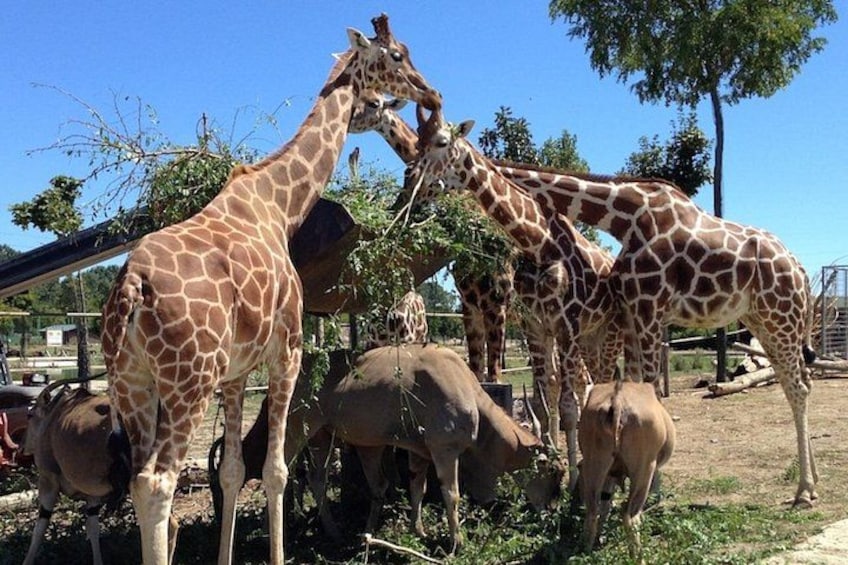 Giraffes in an enclosure with trees and a clear sky. 2