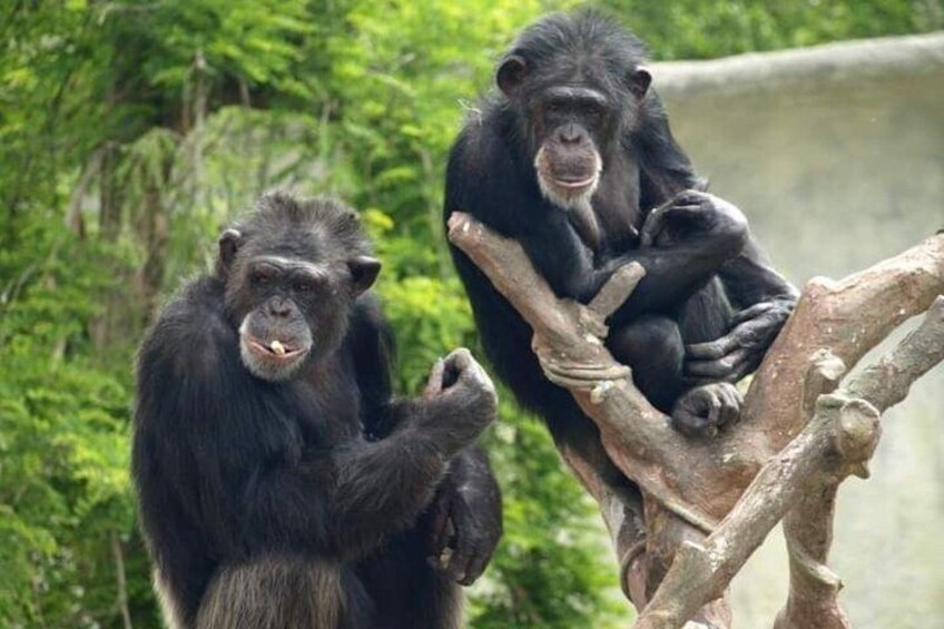 To chimpanser sidder på en gren i et skovområde. 3