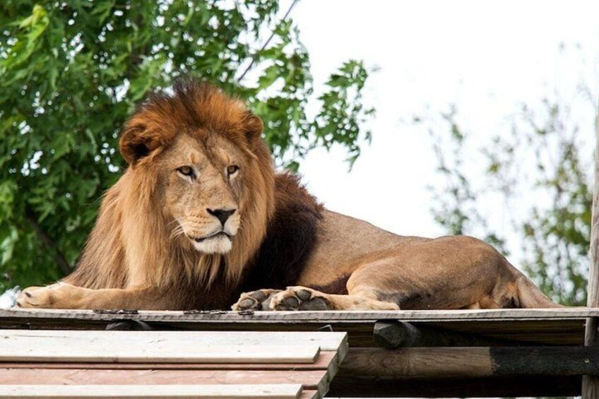 Lion 1