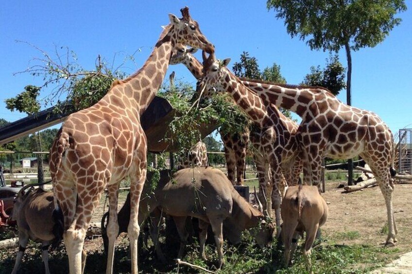 Et girafanlæg med giraffer og en lille giraf. 5