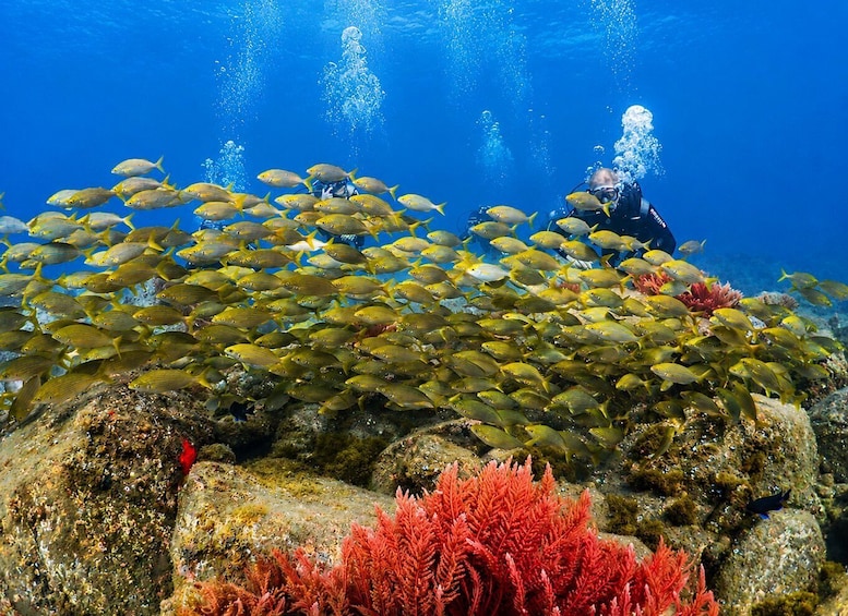 A diver surrounded by a school of yellow fish, with coral reefs in the foreground. 1