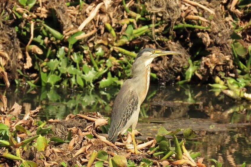 Bird watching in Bogota wetlands with Bakata Bird 1