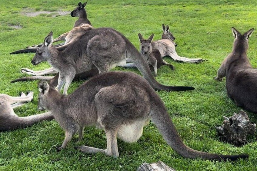 Puffing Billy and Phillip Island Day Tour(Melbourne Chinese Tour) 1