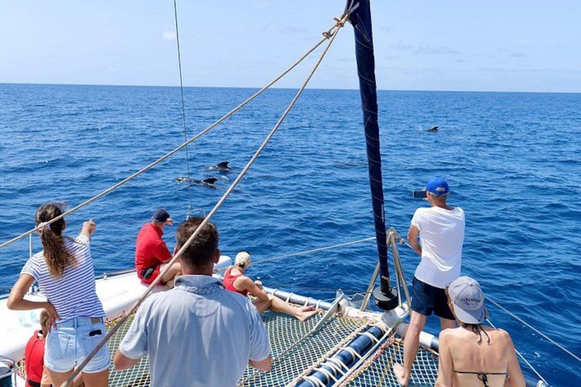 A group of people on a sailboat with dolphins swimming in the water. 4