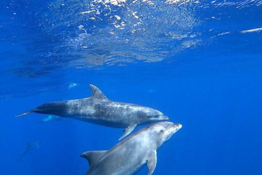 Zwei Delfine schwimmen unter Wasser. 2