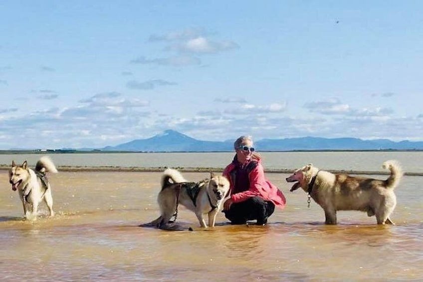 En person med tre hundar på en strand, med ett berg i bakgrunden. 2